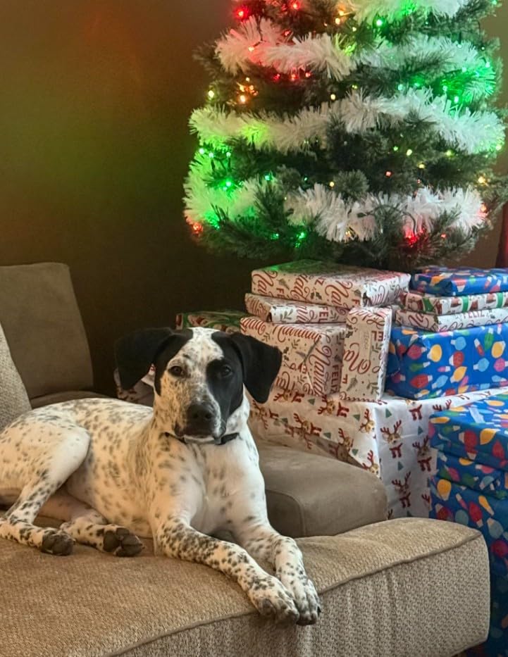 Best Dog Toy 