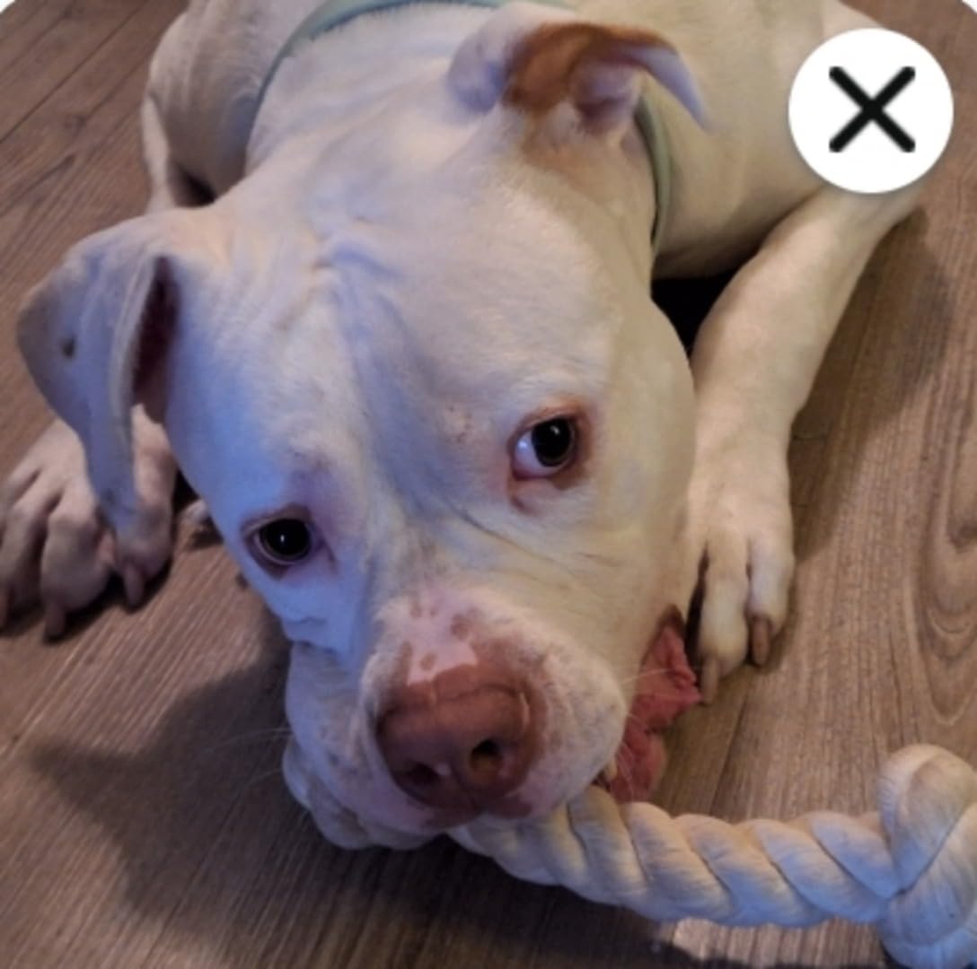 Flossy Chews 100-Percent Cotton White 3-Knot Rope Tug, Large, 25-Inch - Customer Photo 5