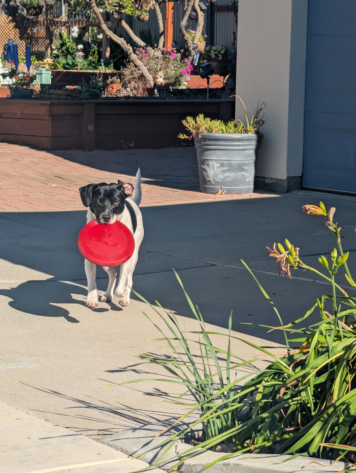 KONG Flyer - Durable Dog Toy for Outdoor Playtime - Natural Rubber Flying Disc, Dog Toy for Fetch - Safer Disc for Healthy Activity - for Medium/Large Dogs Customer Review KONG Flyer - Durable Dog Toy for Outdoor Playtime - Natural Rubber Flying Disc, Dog Toy for Fetch - Safer Disc for Healthy Activity - for Medium/Large Dogs - Customer Photo 1