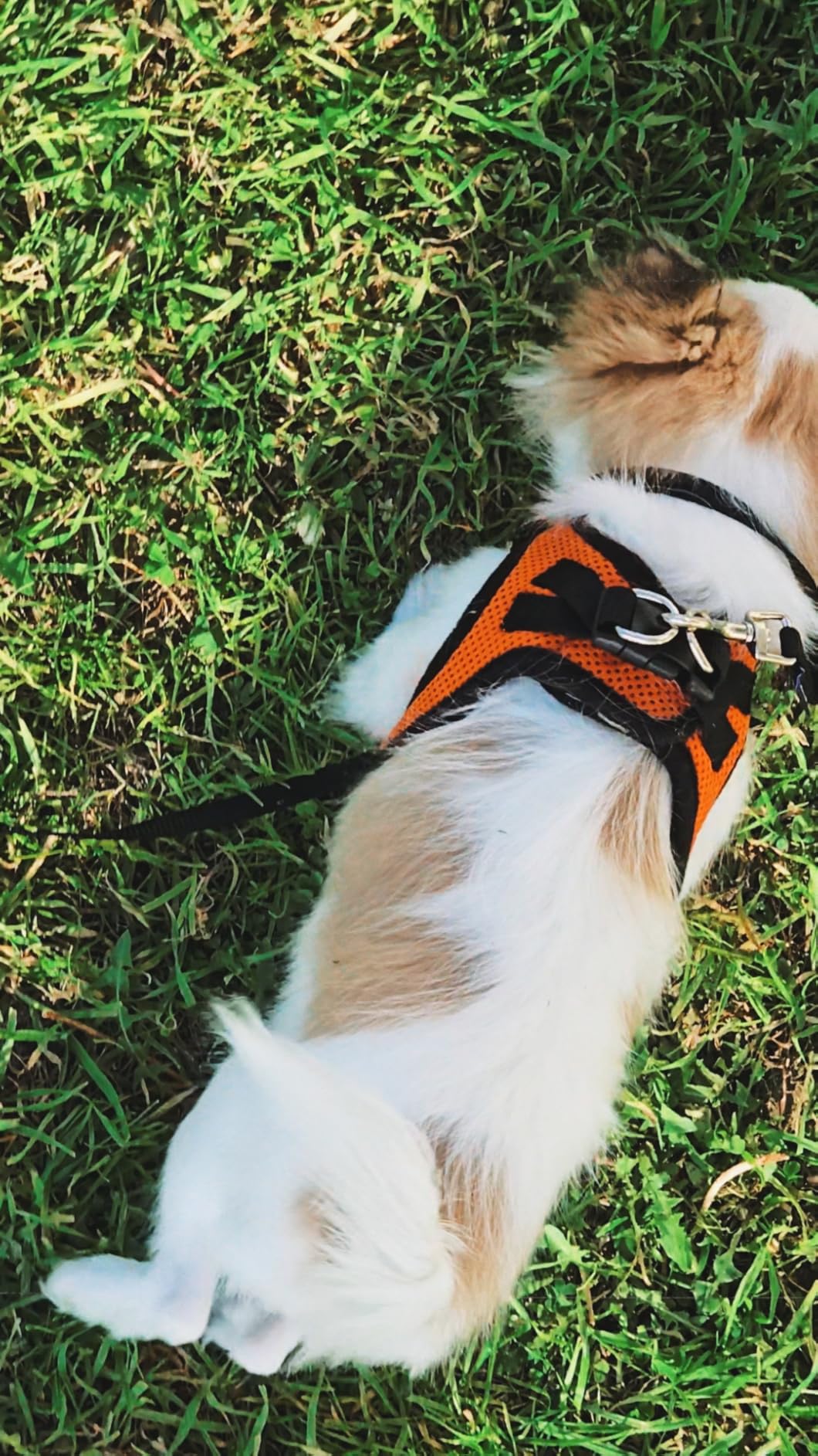 PetSafe Nylon Leash - Chew-Resistant Cat & Dog Behavioral Training Leash - Compatible with Easy-Walk Harness - Traditional-Style Reliable Pet Lead with a Padded Hand Wrap - 3/8 PetSafe Nylon Leash - Chew-Resistant Cat & Dog Behavioral Training Leash - Compatible with Easy-Walk Harness - Traditional-Style Reliable Pet Lead with a Padded Hand Wrap - 3/8