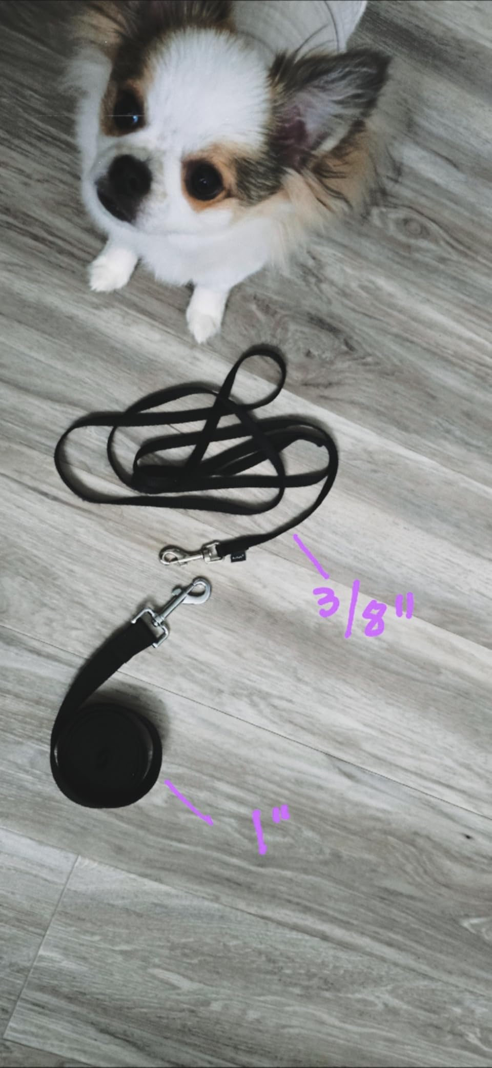 PetSafe Nylon Leash - Chew-Resistant Cat & Dog Behavioral Training Leash - Compatible with Easy-Walk Harness - Traditional-Style Reliable Pet Lead with a Padded Hand Wrap - 3/8 PetSafe Nylon Leash - Chew-Resistant Cat & Dog Behavioral Training Leash - Compatible with Easy-Walk Harness - Traditional-Style Reliable Pet Lead with a Padded Hand Wrap - 3/8