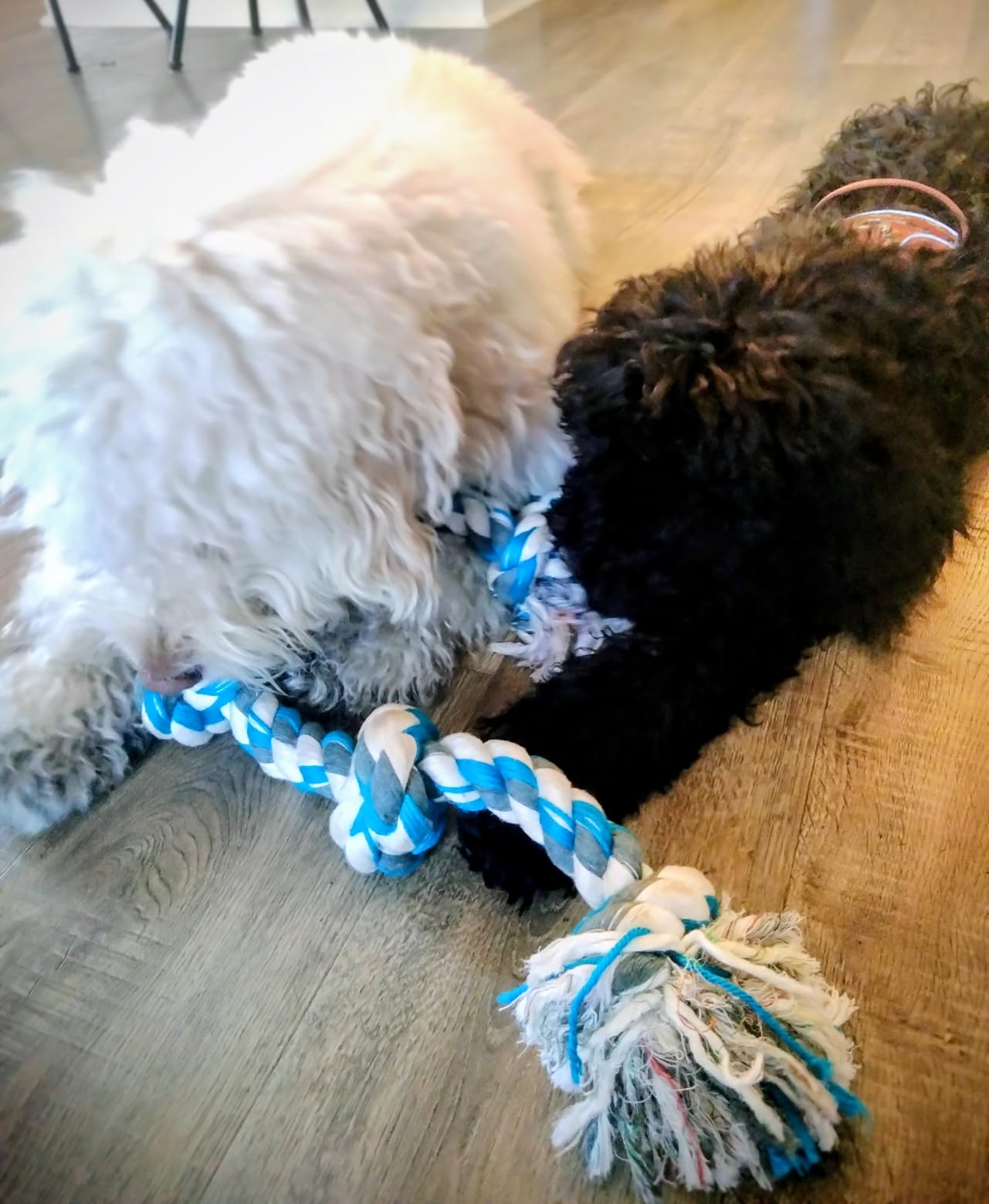 Mammoth Flossy Chews Rope Tug – Premium Cotton-Poly Tug Toy for Dogs – Interactive Rope Toy (Colors May Vary) - Customer Photo 1