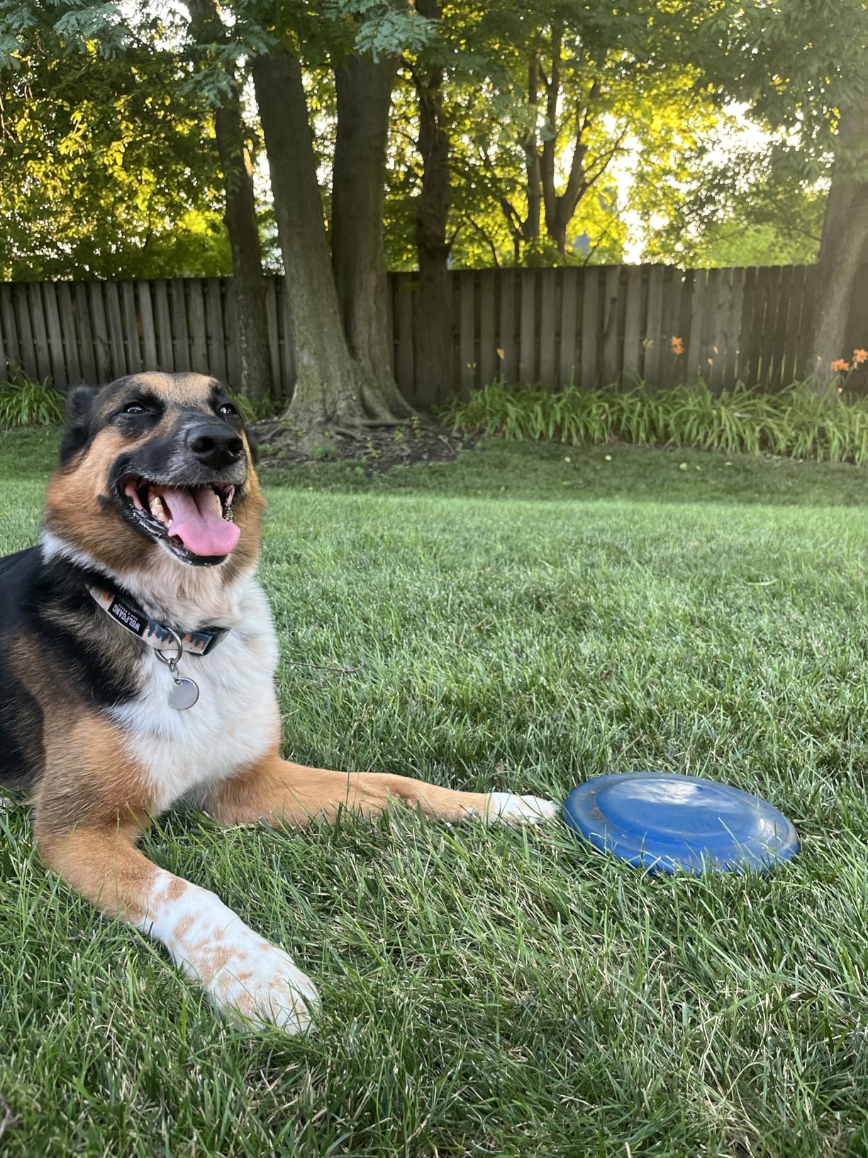 Hyperflite K-10 Jawz Blue Disc • for Dogs Over 16 Hyperflite K-10 Jawz Blue Disc • for Dogs Over 16