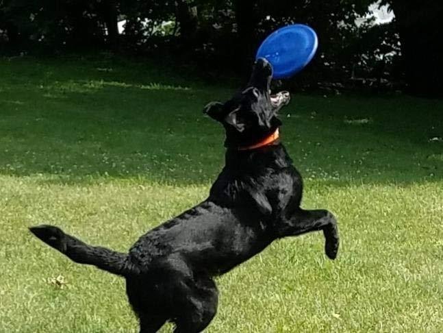 Hyperflite K-10 Jawz Blue Disc • for Dogs Over 16 Hyperflite K-10 Jawz Blue Disc • for Dogs Over 16