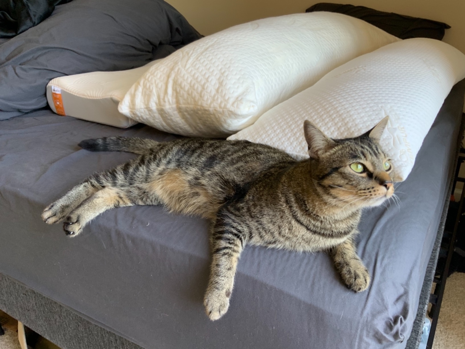 Tempur-Pedic TEMPUR-Body Pillow, Queen - Customer Photo 2