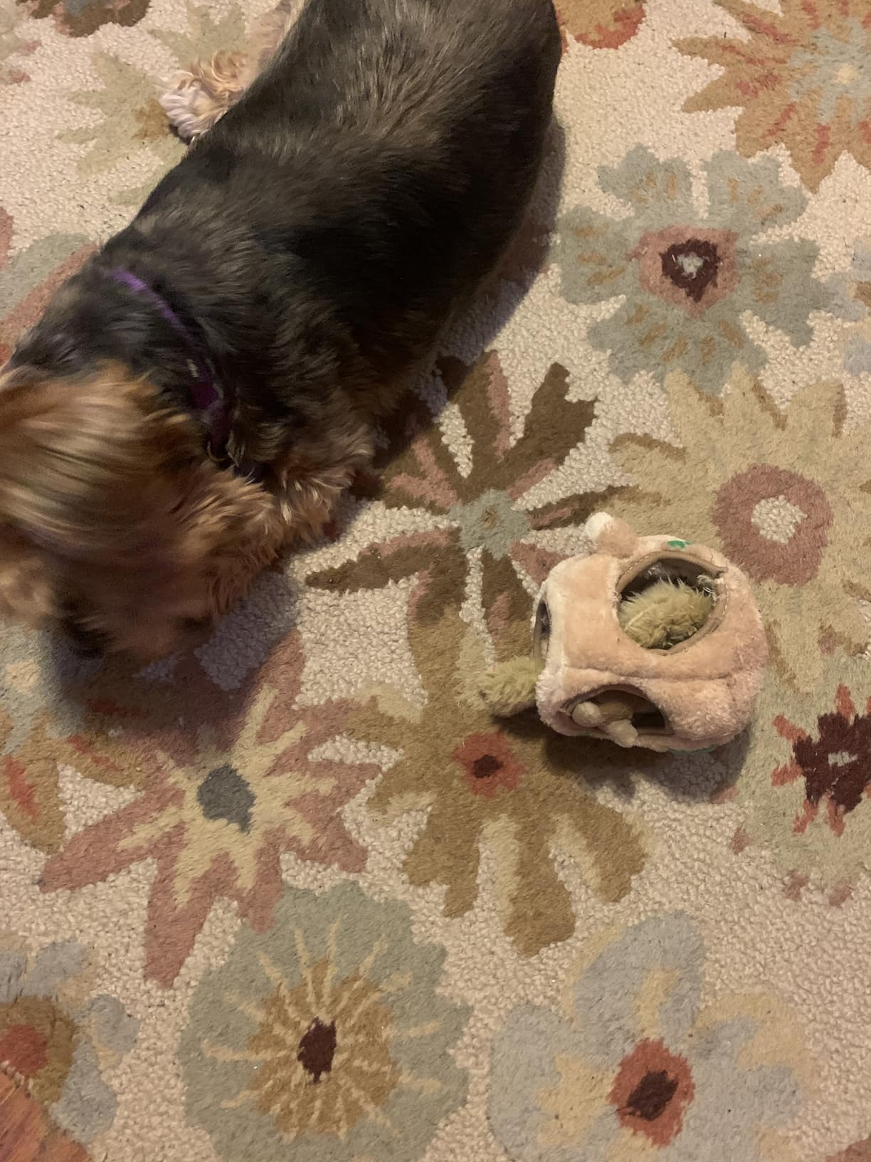 Outward Hound Hide-A-Squirrel Dog Toy – Interactive 2‑in‑1 Plush Puzzle with 6 Squeaky Removable Squirrels, X-Large - Customer Photo 2