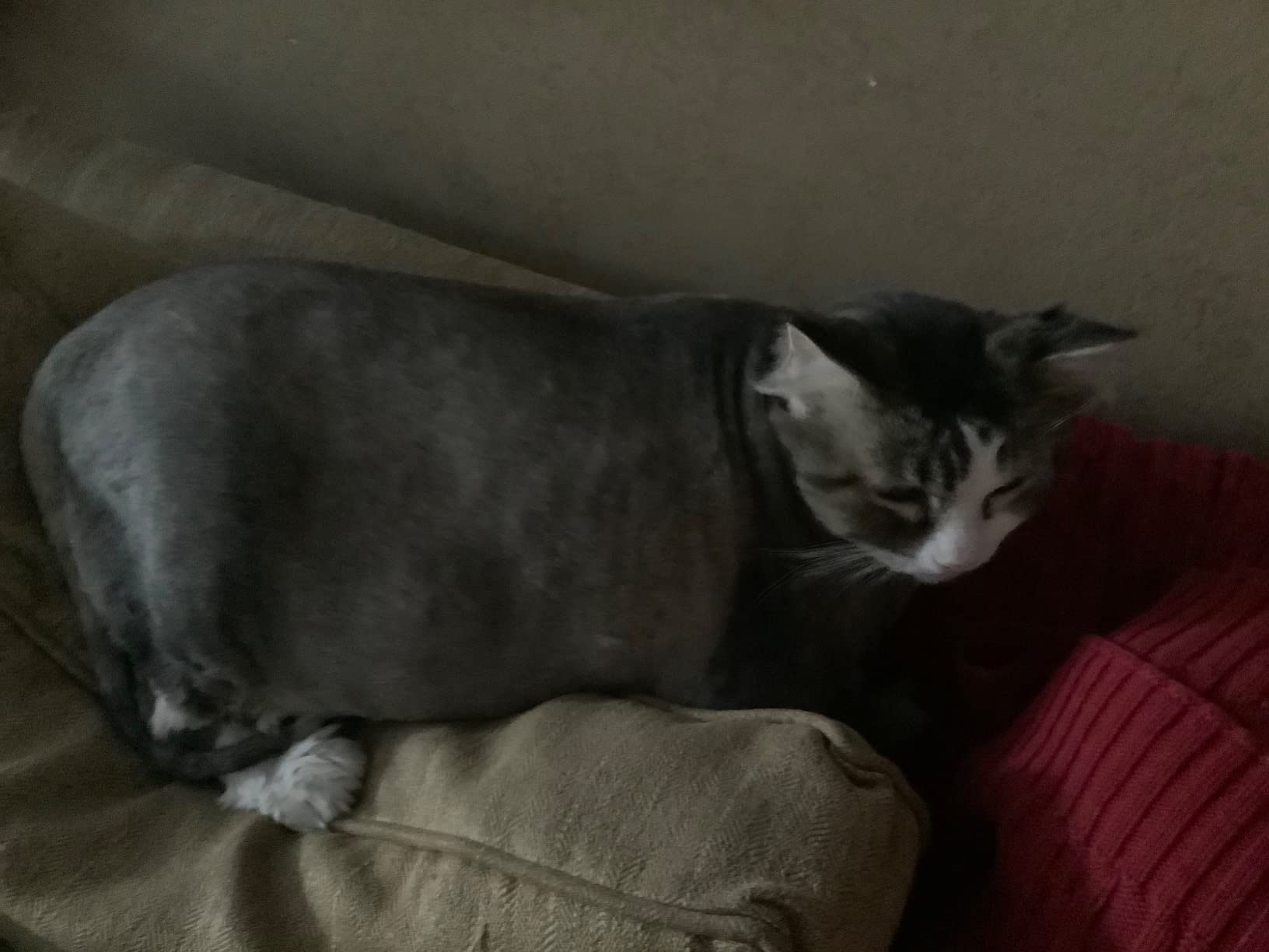 Wahl Professional Animal Arco Pet, Dog, Cat, and Horse Cordless Clipper Kit, Purple (8786-1001) Customer Review Wahl Professional Animal Arco Pet, Dog, Cat, and Horse Cordless Clipper Kit, Purple (8786-1001) - Customer Photo 2