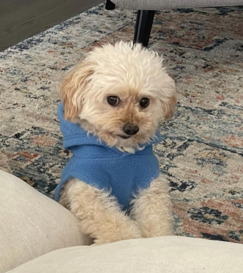 Gooby Fleece Vest Hoodie Dog Sweater - Black, Medium - Warm Pullover Dog Hoodie with O-Ring Leash for Small to Medium Dogs Customer Review Gooby Fleece Vest Hoodie Dog Sweater - Black, Medium - Warm Pullover Dog Hoodie with O-Ring Leash for Small to Medium Dogs - Customer Photo 2