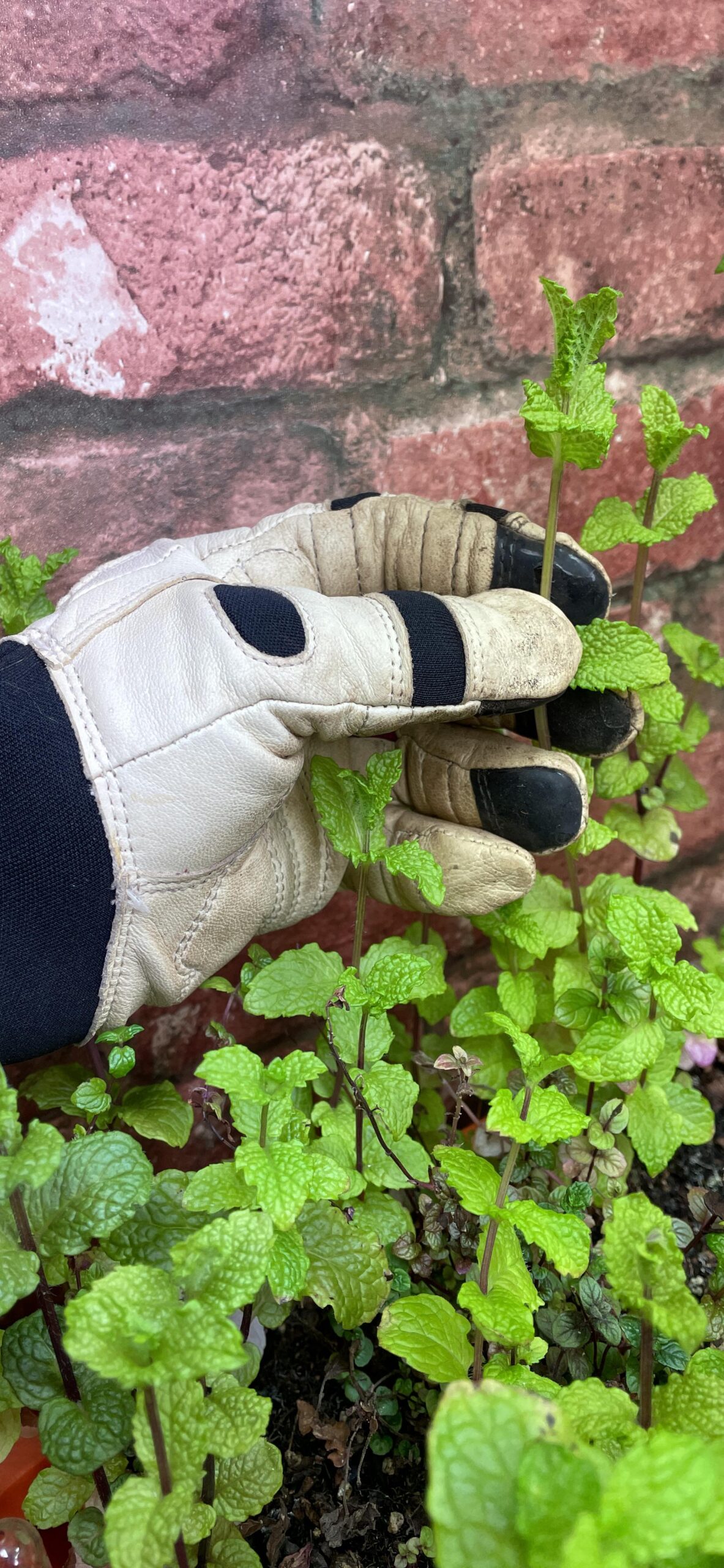 Bionic ReliefGrip Premium Leather Gardening Gloves - Customer Photo 1