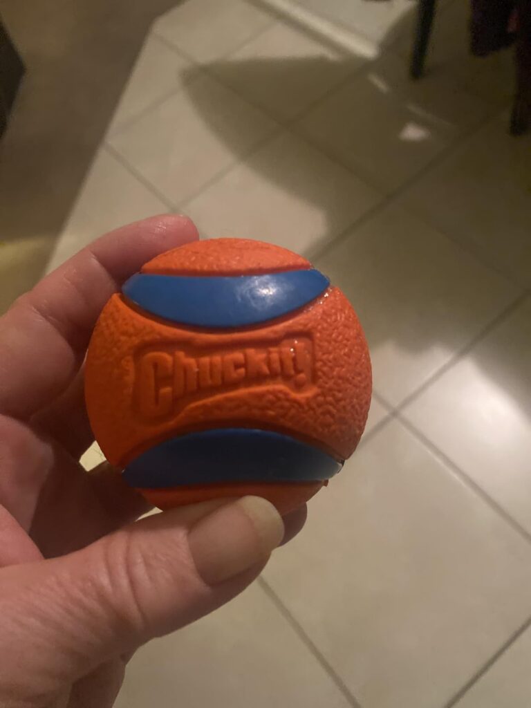 Best Dog Toy 