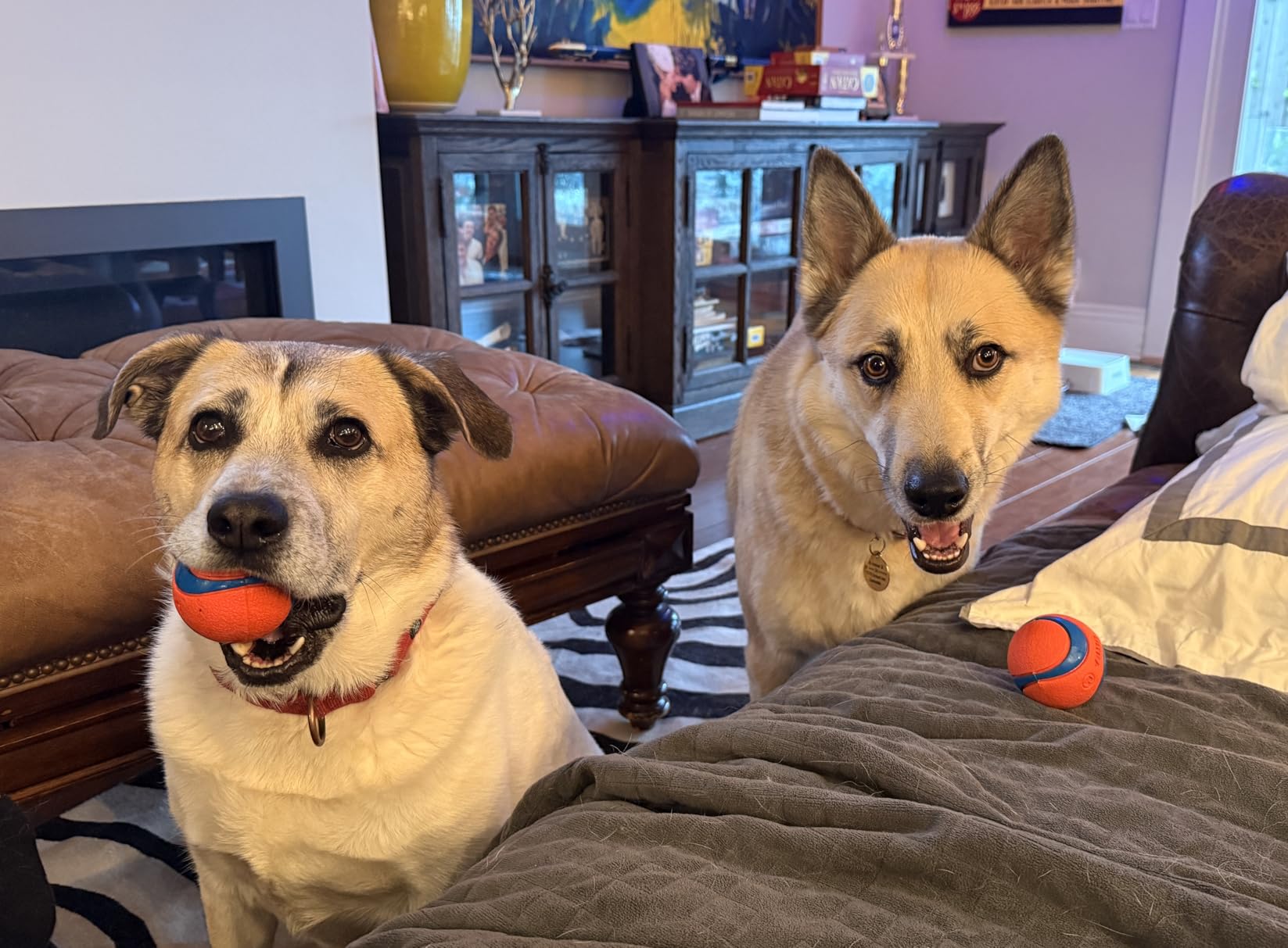 Chuckit! Ultra Ball Dog Toy - Medium Bouncy Fetch Balls For Dogs 20-60 lbs - Made from Durable Rubber - Floating Water Pet Toys - Size Medium - 2.5-inch Diameter - Pack of 4 - Customer Photo 4