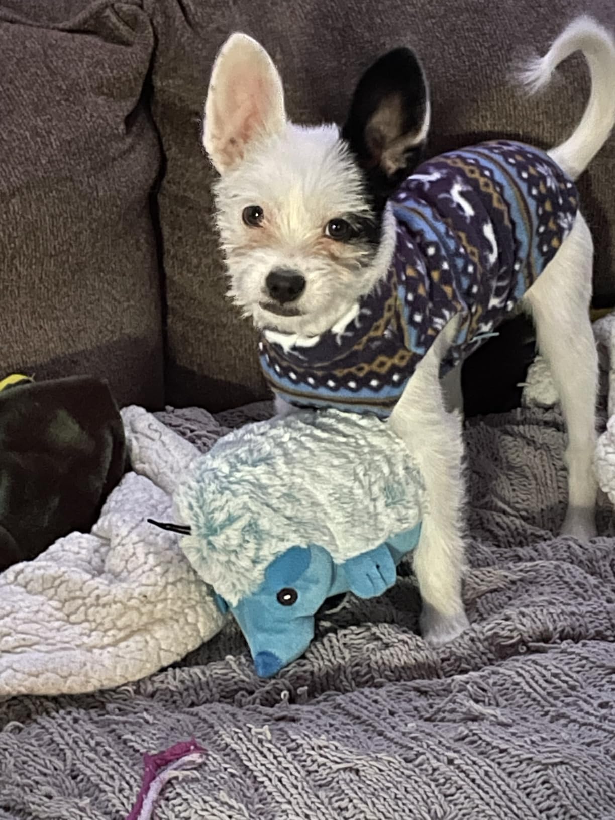 Gooby Stretch Fleece Vest Dog Sweater - Steel Blue, Large - Warm Pullover Super Stretchy Fleece Dog Jacket for Small to Large Dogs Customer Review Gooby Stretch Fleece Vest Dog Sweater - Steel Blue, Large - Warm Pullover Super Stretchy Fleece Dog Jacket for Small to Large Dogs - Customer Photo 1