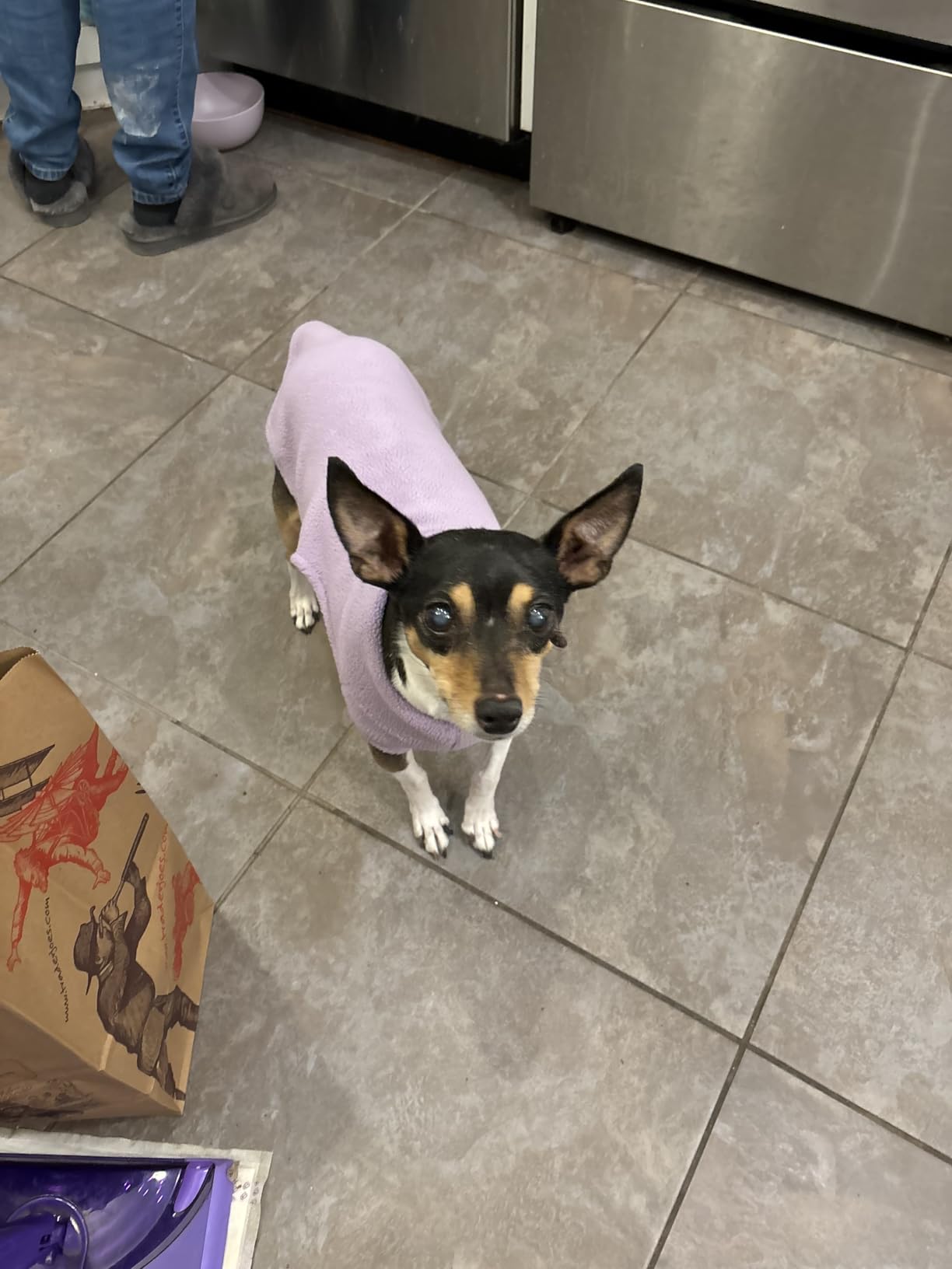 Gooby Stretch Fleece Vest Dog Sweater - Steel Blue, Large - Warm Pullover Super Stretchy Fleece Dog Jacket for Small to Large Dogs Customer Review Gooby Stretch Fleece Vest Dog Sweater - Steel Blue, Large - Warm Pullover Super Stretchy Fleece Dog Jacket for Small to Large Dogs - Customer Photo 3