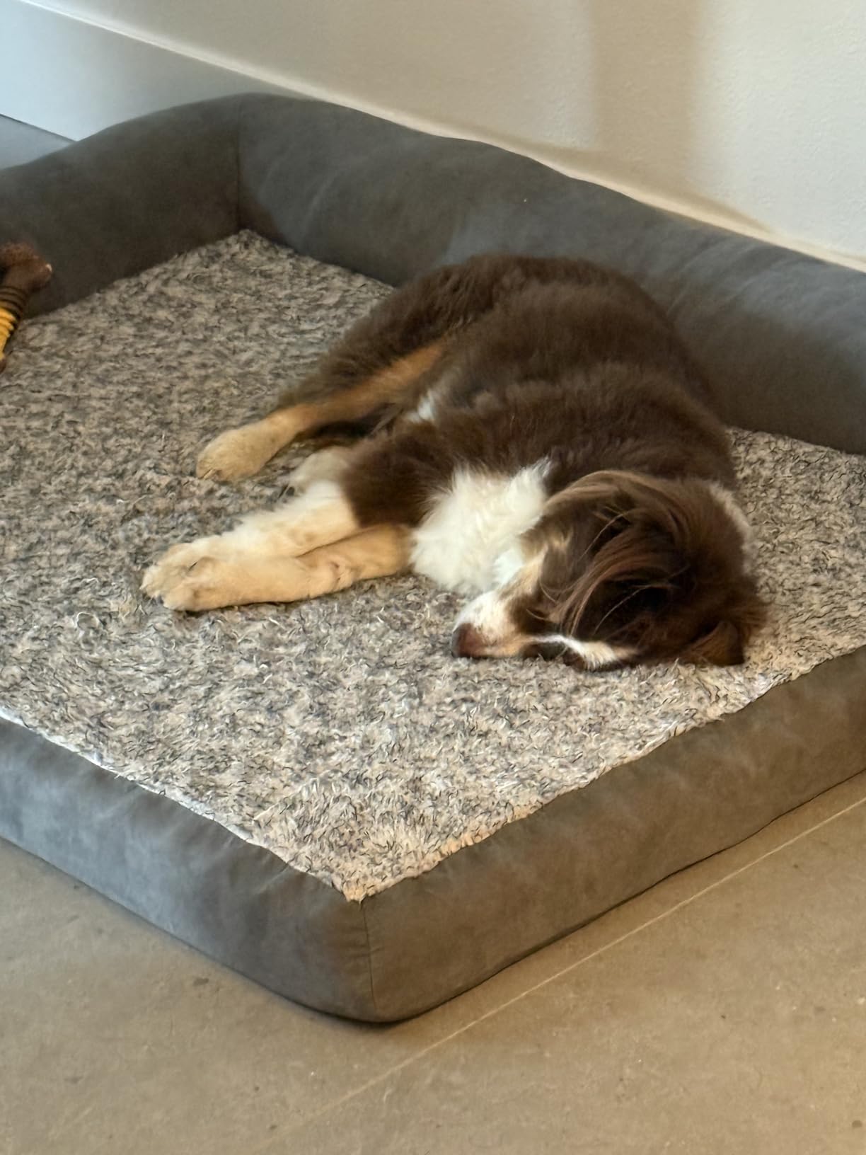 Furhaven Orthopedic Dog Bed for Large Dogs w/ Removable Bolsters & Washable Cover, For Dogs Up to 95 lbs - Two-Tone Plush Faux Fur & Suede L Shaped Chaise - Stone Gray, Jumbo/XL customer photo 1