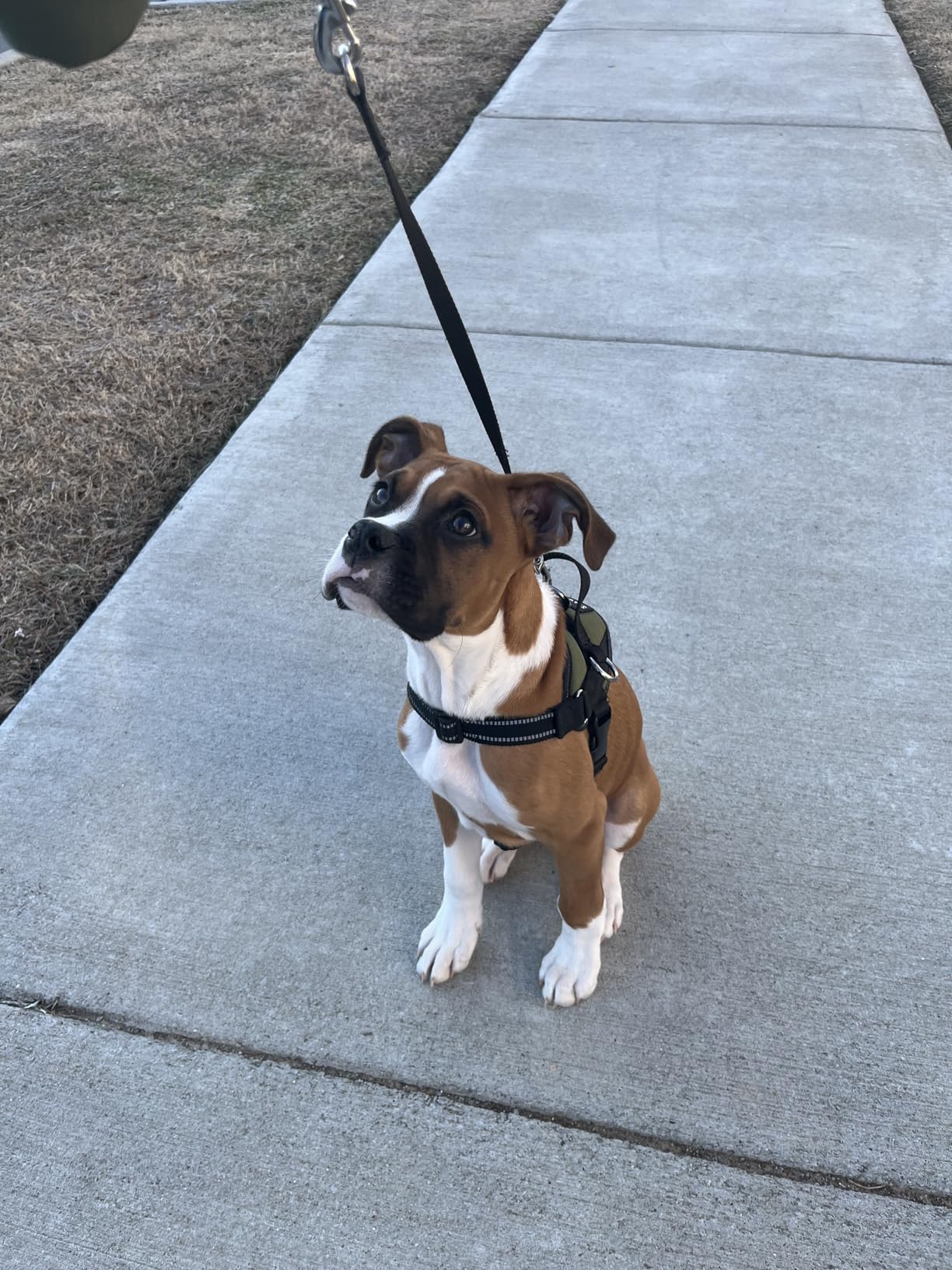 TUG 360° Tangle-Free Retractable Dog Leash | 16 ft Strong Nylon Tape | One-Handed Brake, Pause, Lock Customer Review TUG 360° Tangle-Free Retractable Dog Leash | 16 ft Strong Nylon Tape | One-Handed Brake, Pause, Lock - Customer Photo 2
