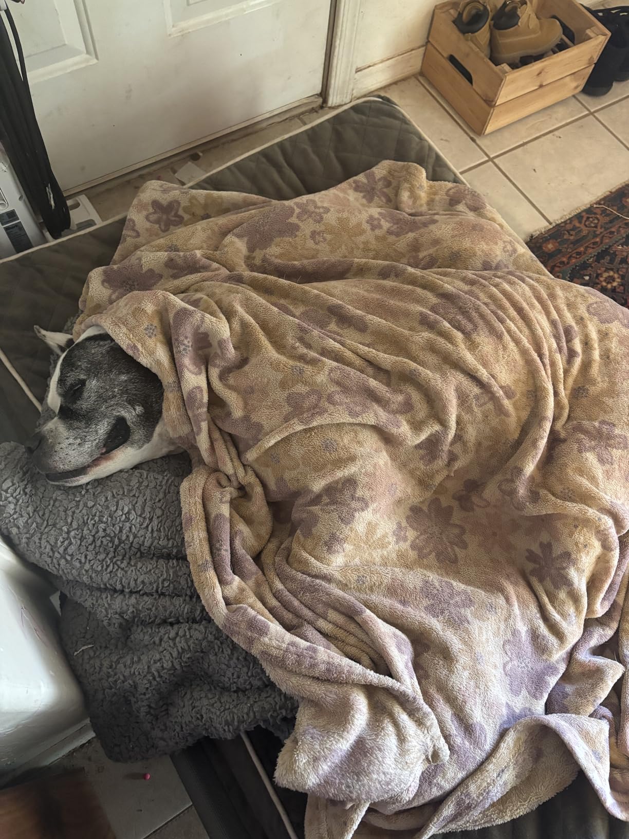 Amazon Basics Cooling Breathable Elevated Dog Bed with Metal Frame for Large Dogs, 51 x 31 x 8 Inch, Grey Customer Review Amazon Basics Cooling Breathable Elevated Dog Bed with Metal Frame for Large Dogs, 51 x 31 x 8 Inch, Grey - Customer Photo 2