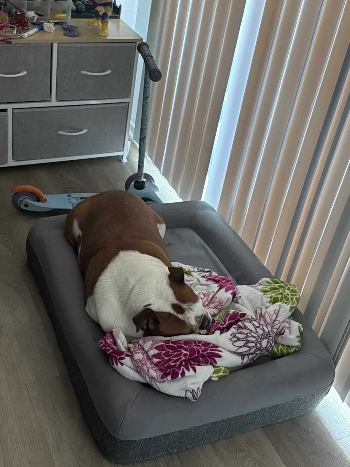 Casper Dog Bed, Plush Memory Foam, Medium, Sand Customer Review Casper Dog Bed, Plush Memory Foam, Medium, Sand - Customer Photo 1