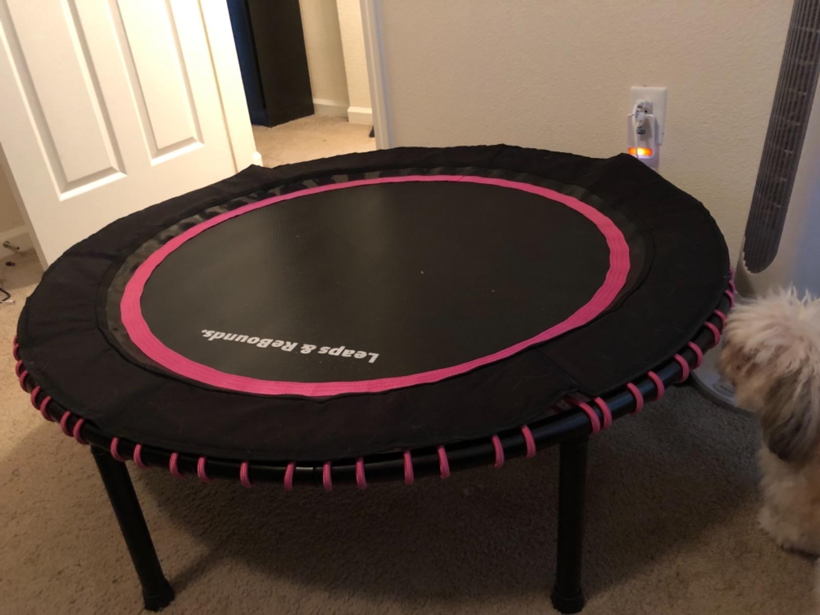 Leaps and Rebounds Fitness Trampoline, 48 or 40-inch Adults and Kids Rebounder for Indoor and Outdoor, Up to 270 lbs, Low Impact Cardio and Easy Home Workout Customer Review Leaps and Rebounds Fitness Trampoline, 48 or 40-inch Adults and Kids Rebounder for Indoor and Outdoor, Up to 270 lbs, Low Impact Cardio and Easy Home Workout - Customer Photo 2