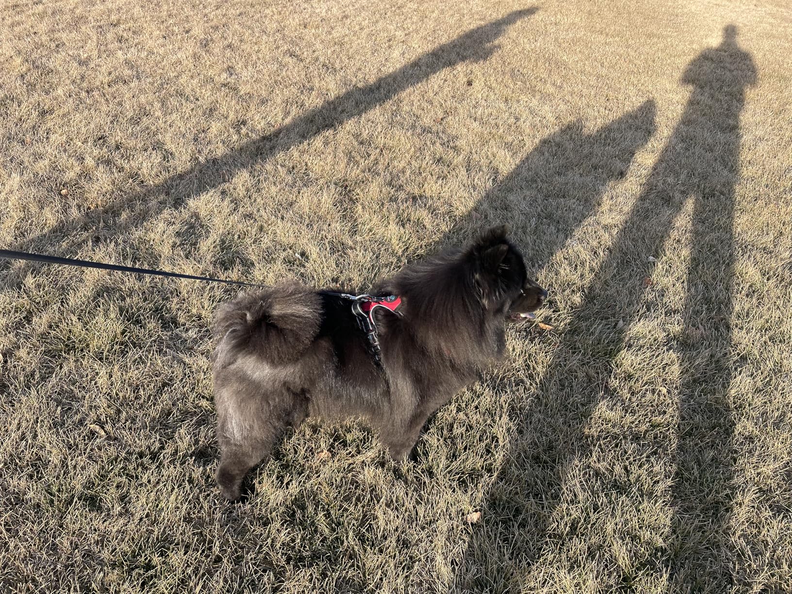 PHOEPET No Pull Dog Harness Medium Reflective Front Clip Vest with Handle,Adjustable 2 Metal Rings 3 Buckles,[Easy to Put on & Take Off](M, Orange) - Customer Photo 1