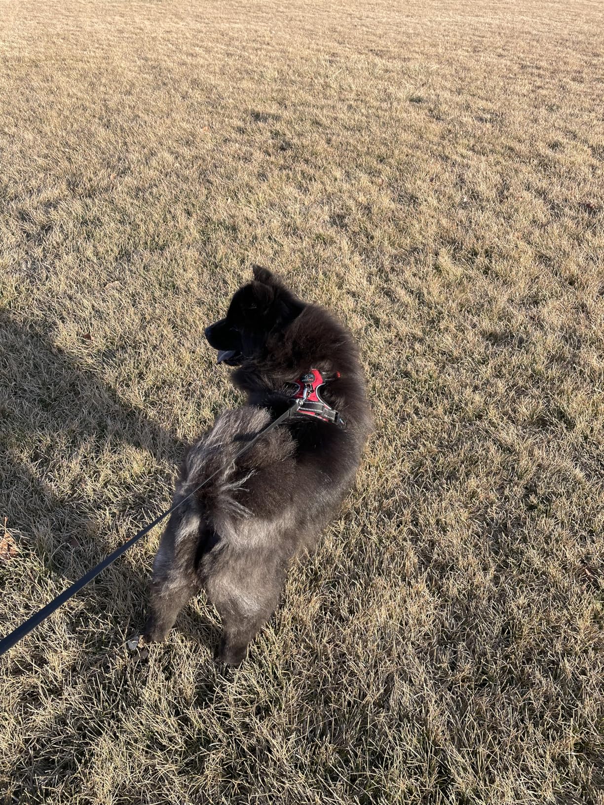 PHOEPET No Pull Dog Harness Medium Reflective Front Clip Vest with Handle,Adjustable 2 Metal Rings 3 Buckles,[Easy to Put on & Take Off](M, Orange) - Customer Photo 2
