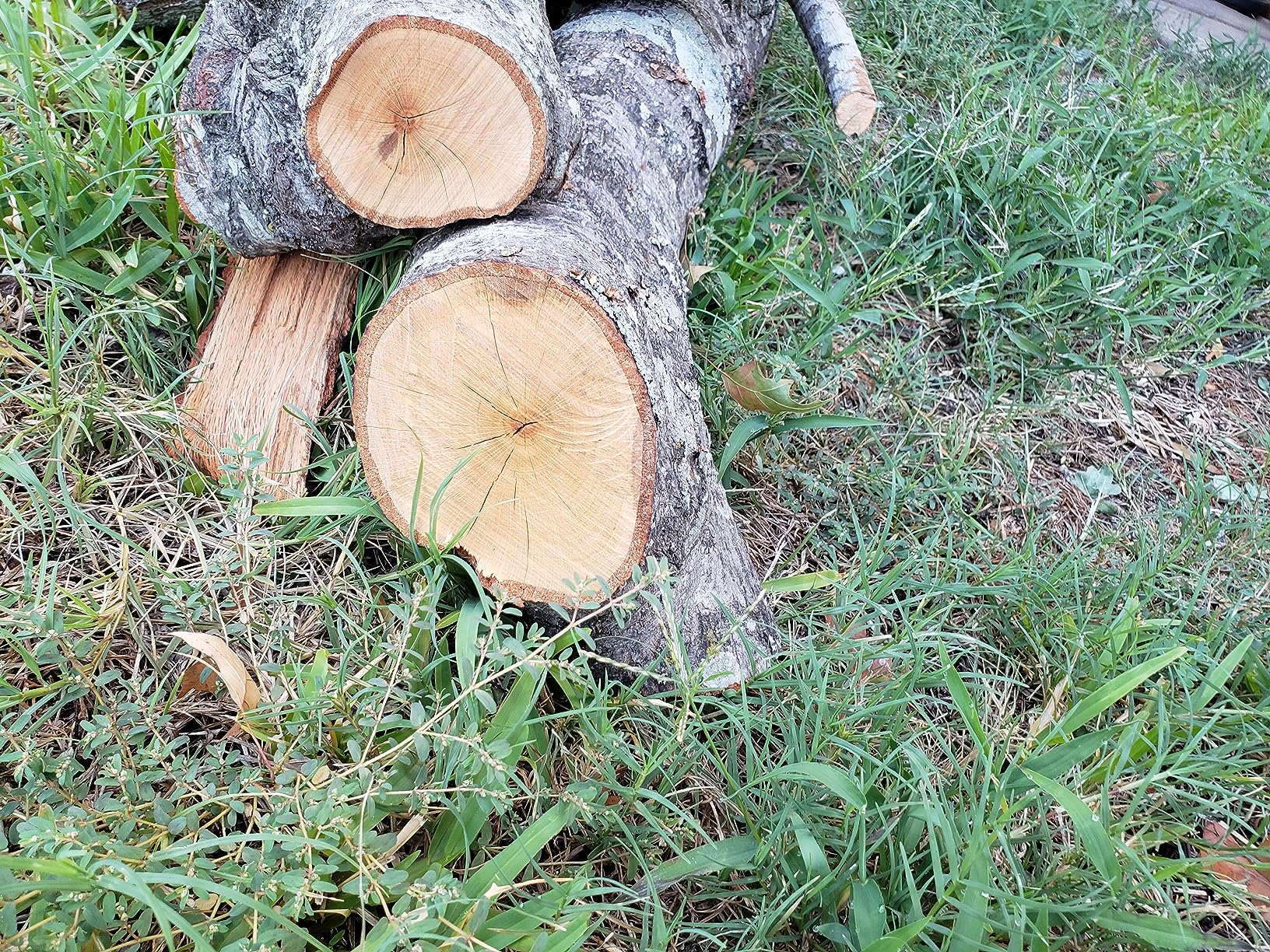 CRAFTSMAN Electric Chainsaw, 16 Inch, 12 Amp Corded Chain Saw Electric, Ergonomic, Powerful Motor (CMECS600) customer photo 2