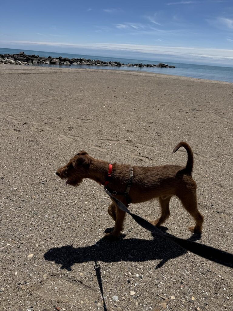 Hyper Pet Flippy Flopper 9 Best Dog Frisbee