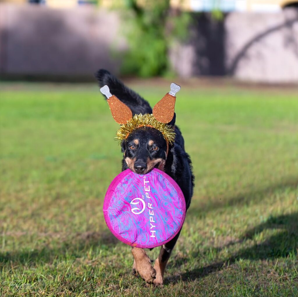 Hyper Pet Flippy Flopper 9 Best Dog Frisbee