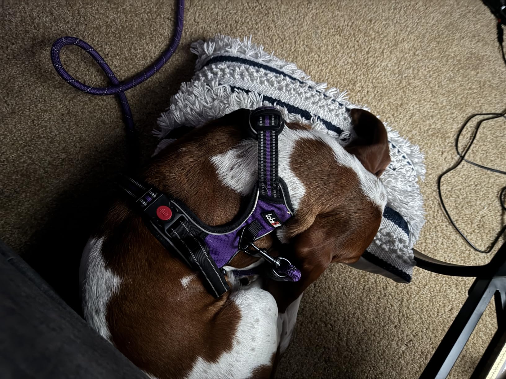 No Pull Dog Harness Adjustable Reflective Oxford Easy Control Medium Large Dog Harness with A Free Heavy Duty 5ft Dog Leash - Customer Photo 1
