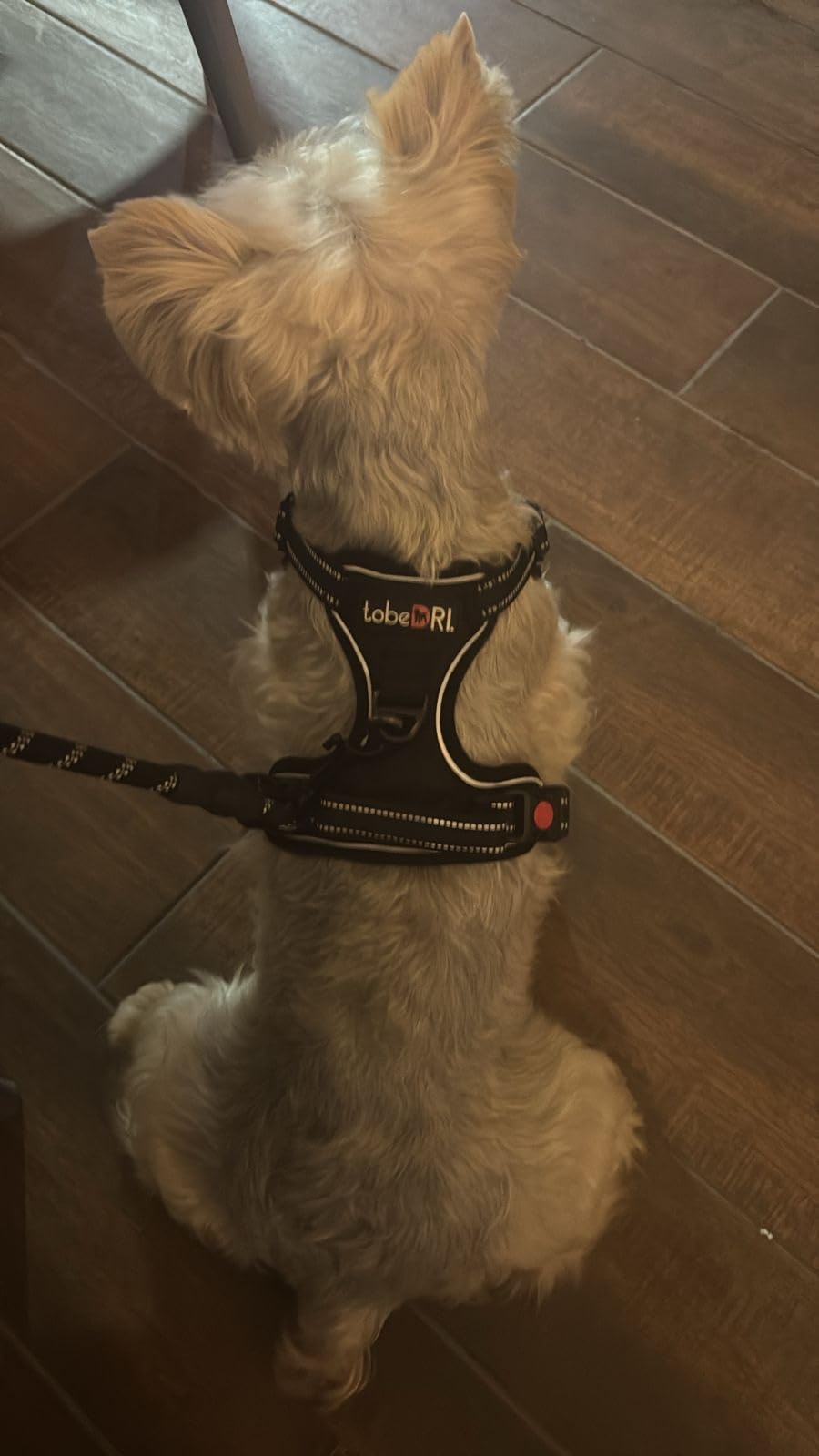 No Pull Dog Harness Adjustable Reflective Oxford Easy Control Medium Large Dog Harness with A Free Heavy Duty 5ft Dog Leash - Customer Photo 2