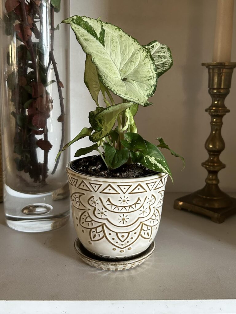 Gepege 6 Inch Beaded Ceramic Planter Set of 2 with Drainage Hole and Saucer for Plants Customer Review Best Flower Pot