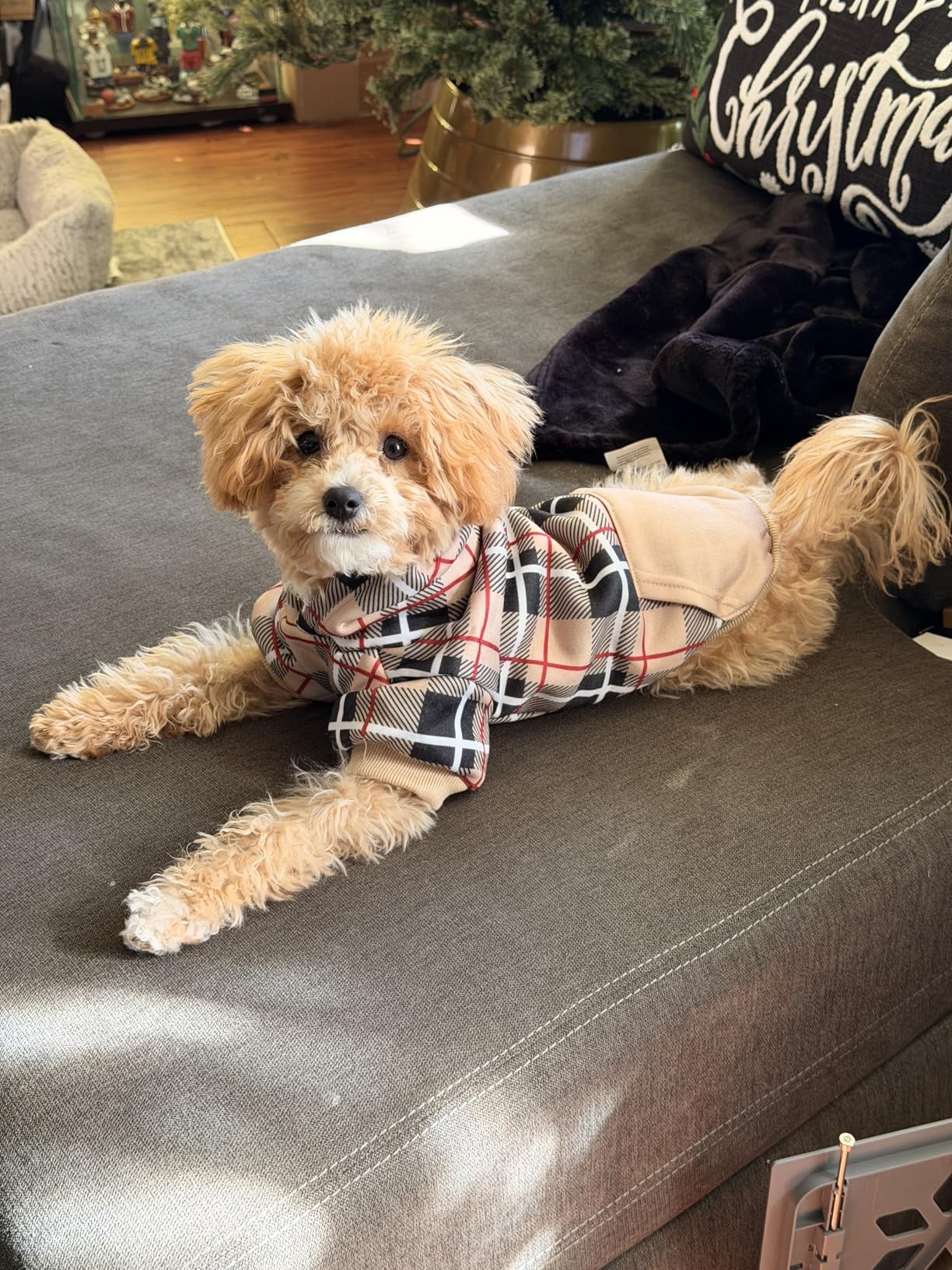 EXPAWLORER Plaid Dog Hoodie - British Style Warm Dog Sweater Shirt with Leash Hole, Pitbull Clothes Outfits, Winter Coat Apparel for All Breeds Puppy Girl Boy-Cat Apparel, Beige Small Customer Review EXPAWLORER Plaid Dog Hoodie - British Style Warm Dog Sweater Shirt with Leash Hole, Pitbull Clothes Outfits, Winter Coat Apparel for All Breeds Puppy Girl Boy-Cat Apparel, Beige Small - Customer Photo 3