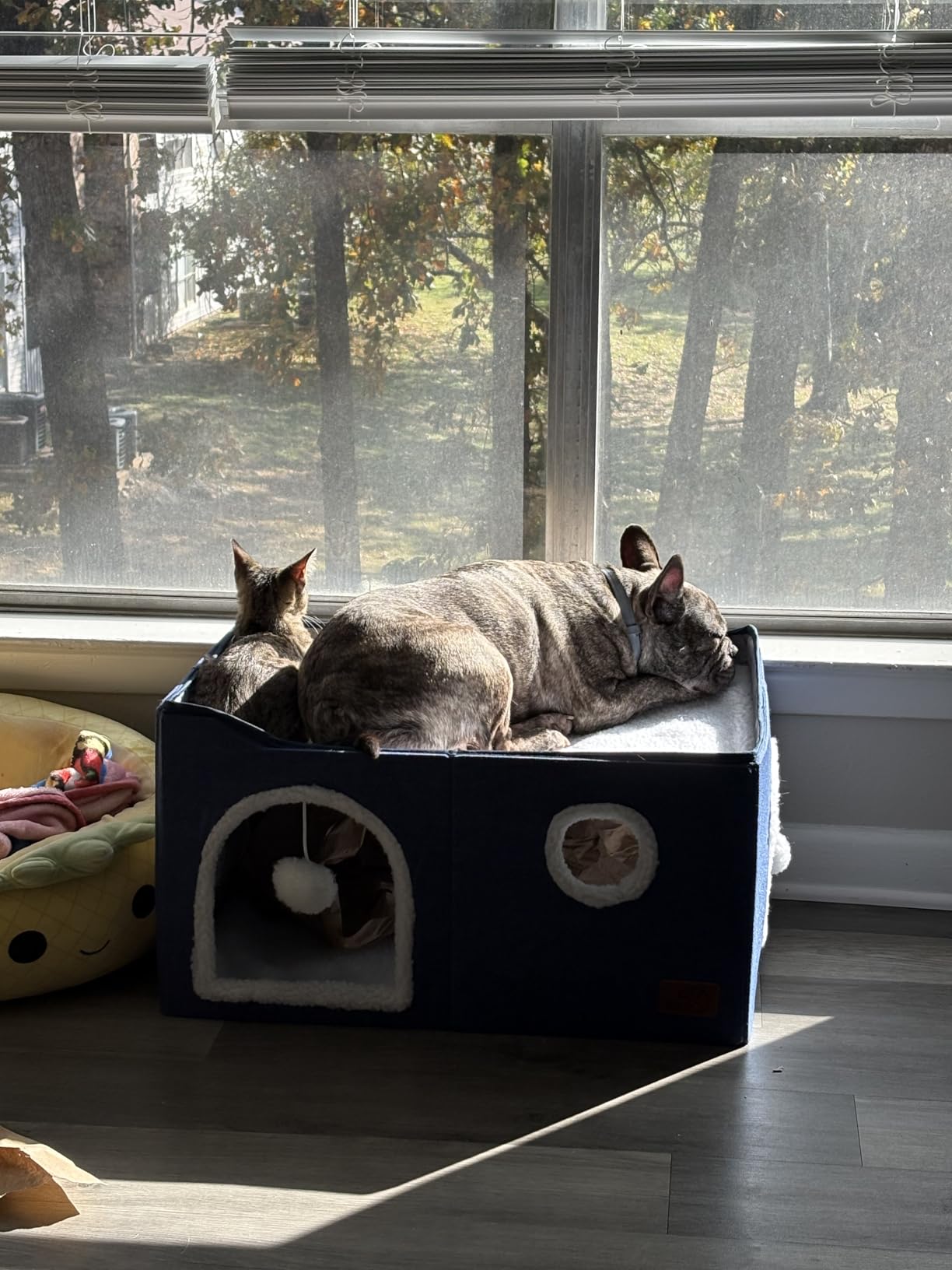 Bedsure Cat Beds for Indoor Cats - Large Cat Cave for Pet Cat House with Fluffy Ball Hanging and Scratch Pad, Foldable Cat Hideaway, 16.5x16.5x13 inches, Grey Customer Review Bedsure Cat Beds for Indoor Cats - Large Cat Cave for Pet Cat House with Fluffy Ball Hanging and Scratch Pad, Foldable Cat Hideaway, 16.5x16.5x13 inches, Grey - Customer Photo 5