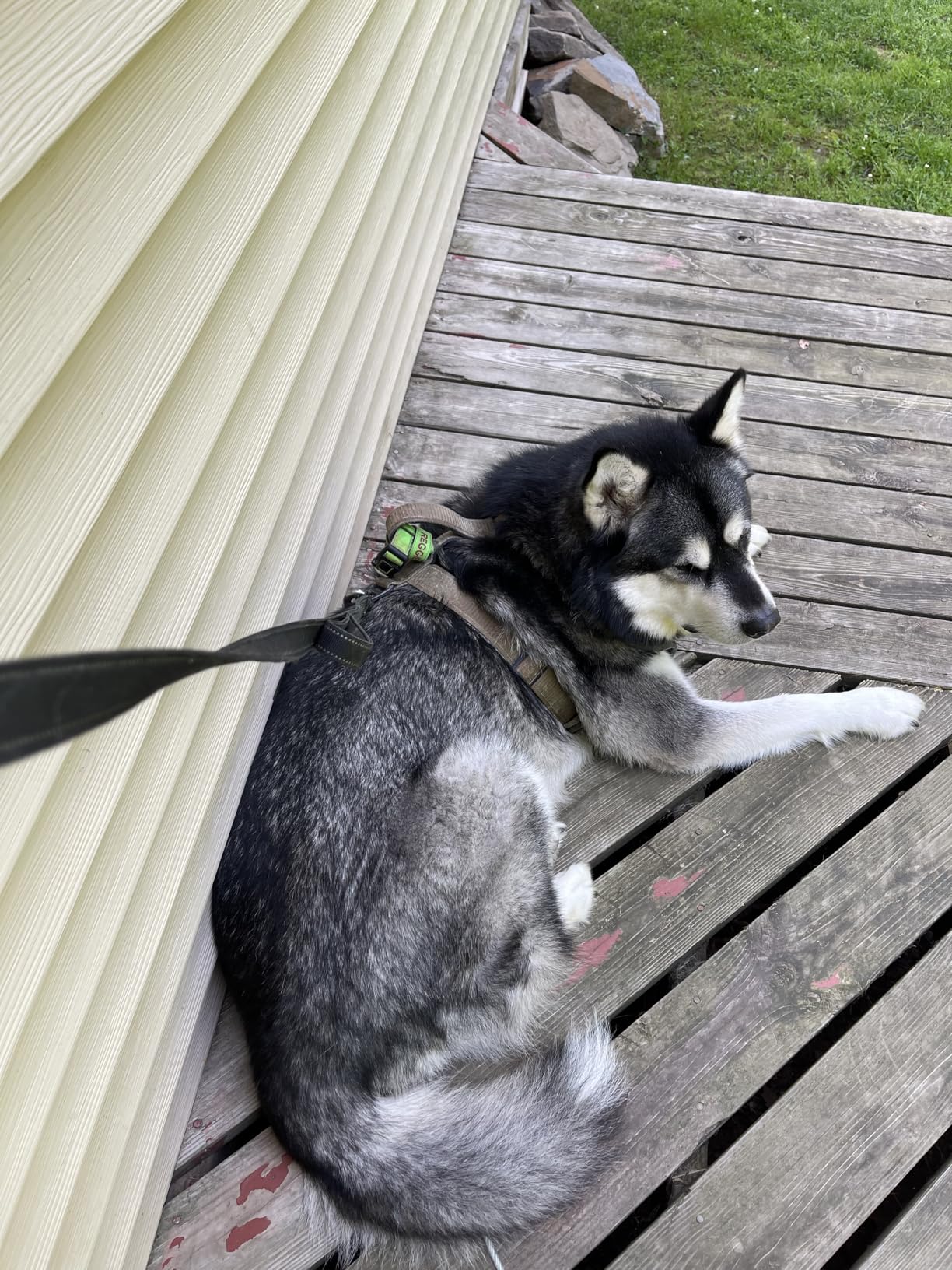 Heavy Duty Dog Leash - 2 Handles by Padded Traffic Handle for Extra Control, 6foot Long - Perfect for Medium to Large Dogs (6 ft, Black) Customer Review Heavy Duty Dog Leash - 2 Handles by Padded Traffic Handle for Extra Control, 6foot Long - Perfect for Medium to Large Dogs (6 ft, Black) - Customer Photo 1
