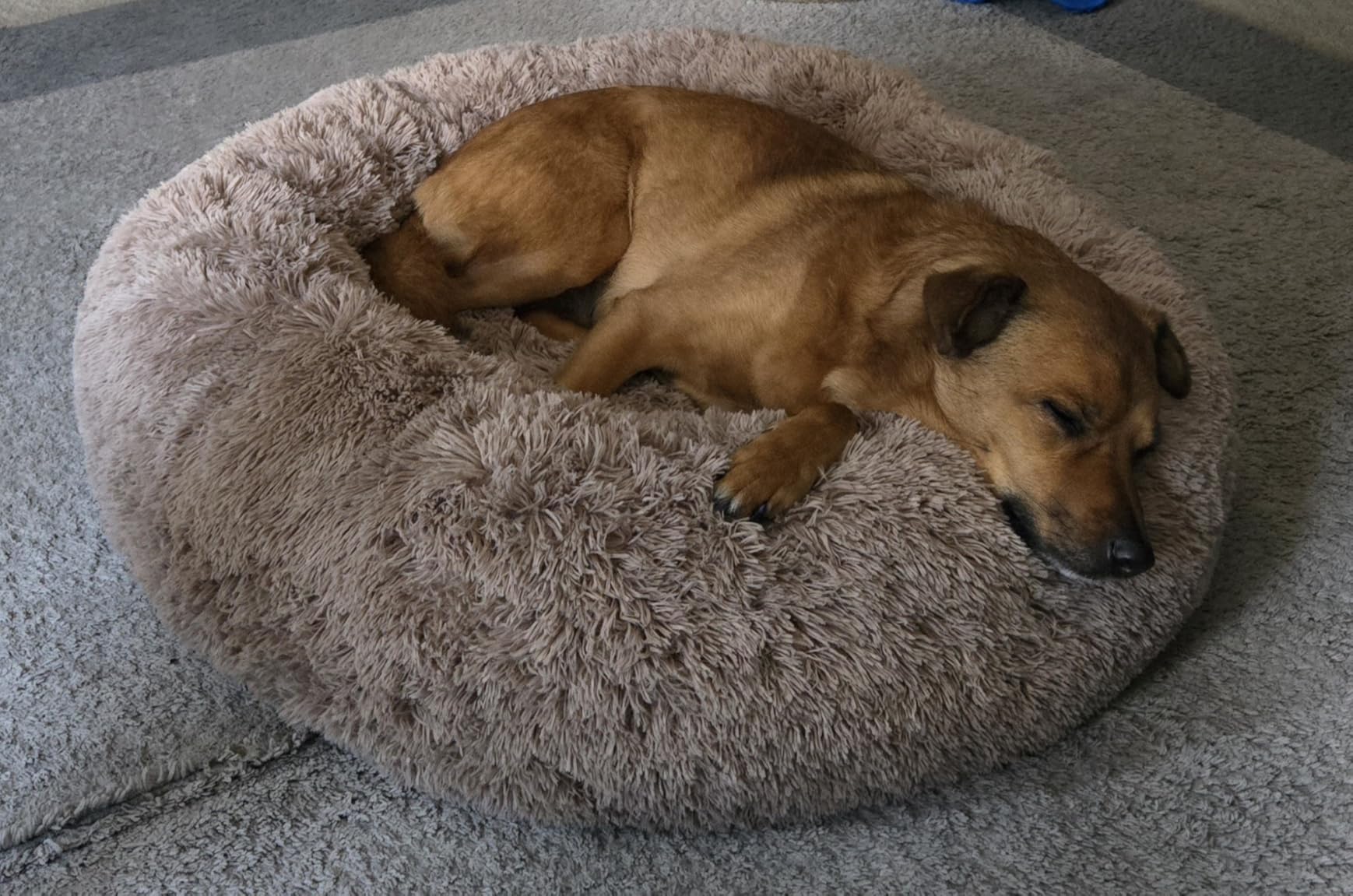 Bedsure Calming Dog Beds Large Sized Dog - Donut Washable Large Pet Bed, 36 inches Anti-Slip Round Fluffy Plush Faux Fur Dogs Bed, Fits up to 80 lbs Pets, Camel Customer Review Bedsure Calming Dog Beds Large Sized Dog - Donut Washable Large Pet Bed, 36 inches Anti-Slip Round Fluffy Plush Faux Fur Dogs Bed, Fits up to 80 lbs Pets, Camel - Customer Photo 1