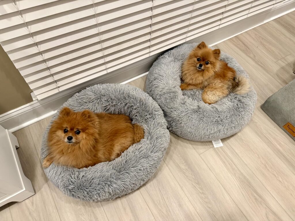 Bedsure Calming Cat Beds for Indoor Cats - Small Cat Bed Washable 20 inches, Anti-Slip Round Fluffy Plush Faux Fur Pet Bed, Fits up to 15 lbs Pets, Camel Customer Review Best Cat Bed