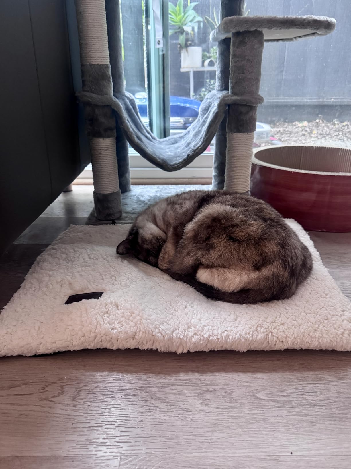 Self Warming Cat Bed Self Heating Cat Dog Mat 24 x 18 inch Extra Warm Thermal Pet Pad for Indoor Outdoor Pets with Removable Cover Non-Slip Bottom Washable Non Electric Customer Review Self Warming Cat Bed Self Heating Cat Dog Mat 24 x 18 inch Extra Warm Thermal Pet Pad for Indoor Outdoor Pets with Removable Cover Non-Slip Bottom Washable Non Electric - Customer Photo 3