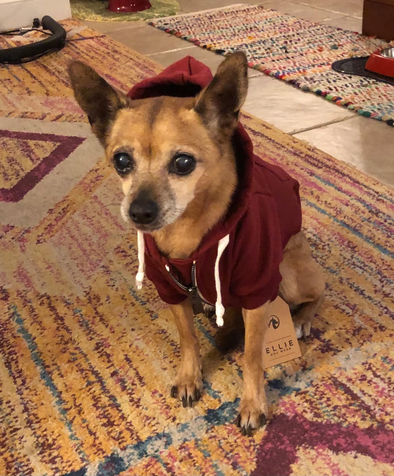 Ellie Dog Wear Zip Up Adventure Dog Hoodie with Hook & Loop Pockets and Adjustable Drawstring Hood - XXS to XXL - Multiple Colors - Orange Customer Review Ellie Dog Wear Zip Up Adventure Dog Hoodie with Hook & Loop Pockets and Adjustable Drawstring Hood - XXS to XXL - Multiple Colors - Orange - Customer Photo 1