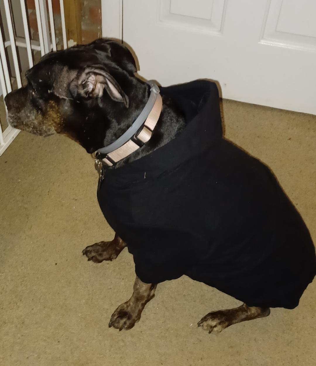 Ellie Dog Wear Zip Up Adventure Dog Hoodie with Hook & Loop Pockets and Adjustable Drawstring Hood - XXS to XXL - Multiple Colors - Orange Customer Review Ellie Dog Wear Zip Up Adventure Dog Hoodie with Hook & Loop Pockets and Adjustable Drawstring Hood - XXS to XXL - Multiple Colors - Orange - Customer Photo 3