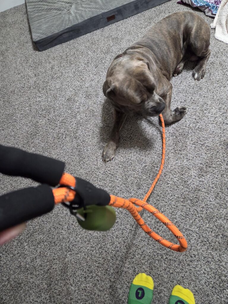 Taglory Rope Dog Leash 6 FT with Comfortable Padded Handle, Highly Reflective Threads Leash Customer Review Best Dog Leash
