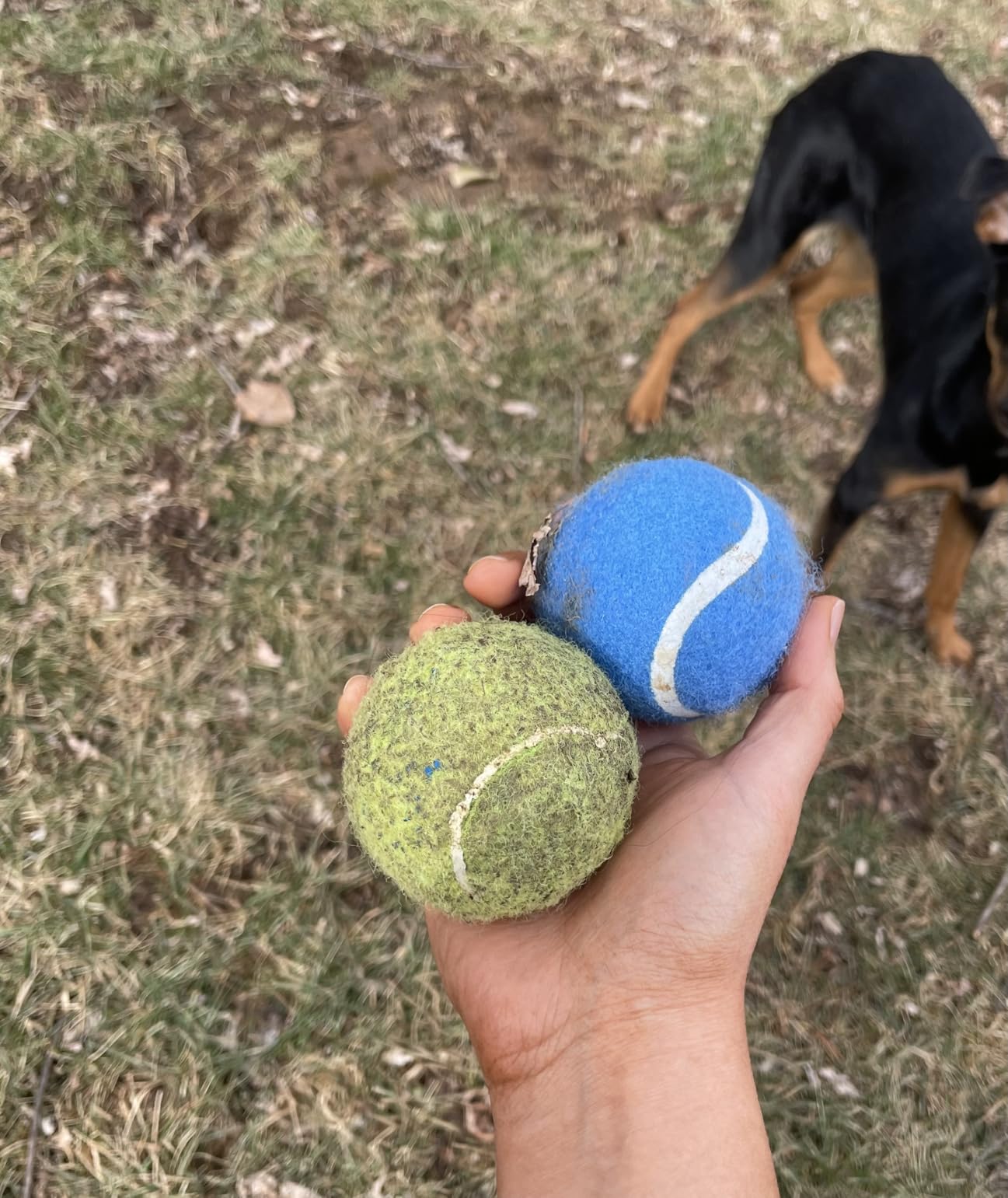 Best Pet Supplies Interactive Squeaky Dog Chew Toy, Ideal Dog Toys for Chewers, Small, Medium & Large Dogs, and Fetch Lovers - Crinkle Duck (Blue), Large - Customer Photo 3