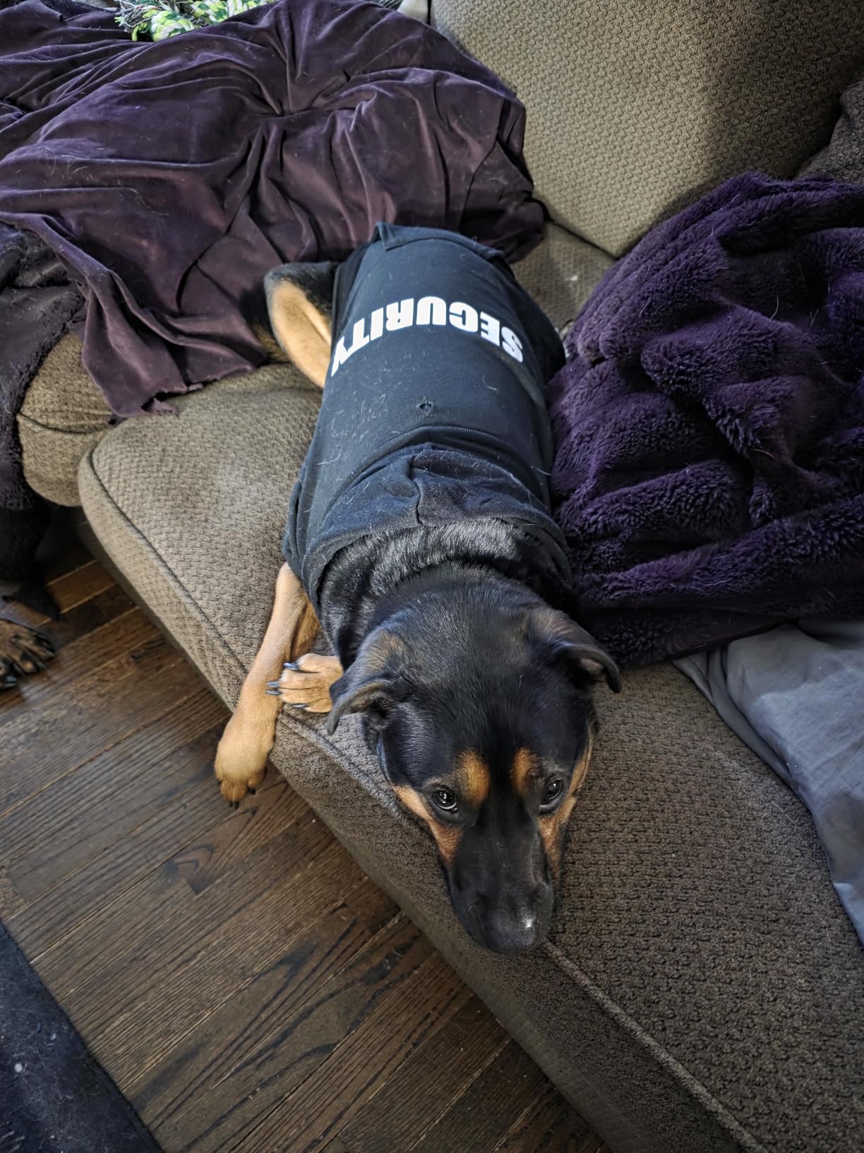 Dog Hoodie Security Dog Sweater Soft Brushed Fleece Interior Clothes Hoodie Sweatshirt with Pocket Sweaters for Medium Dogs Customer Review Dog Hoodie Security Dog Sweater Soft Brushed Fleece Interior Clothes Hoodie Sweatshirt with Pocket Sweaters for Medium Dogs - Customer Photo 3