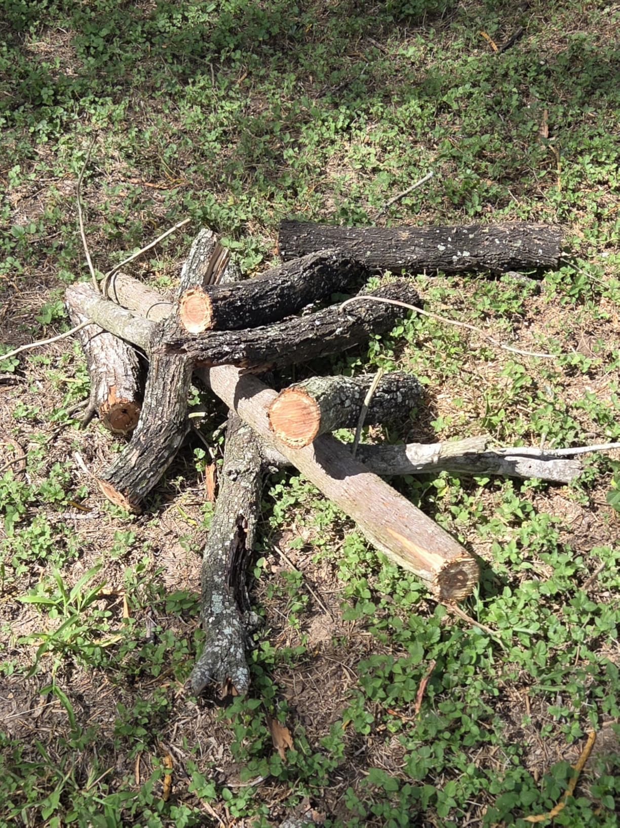 Greenworks 40V 12 in Cordless Electric Chainsaw, 2.0 Ah Battery and Charger customer photo 1
