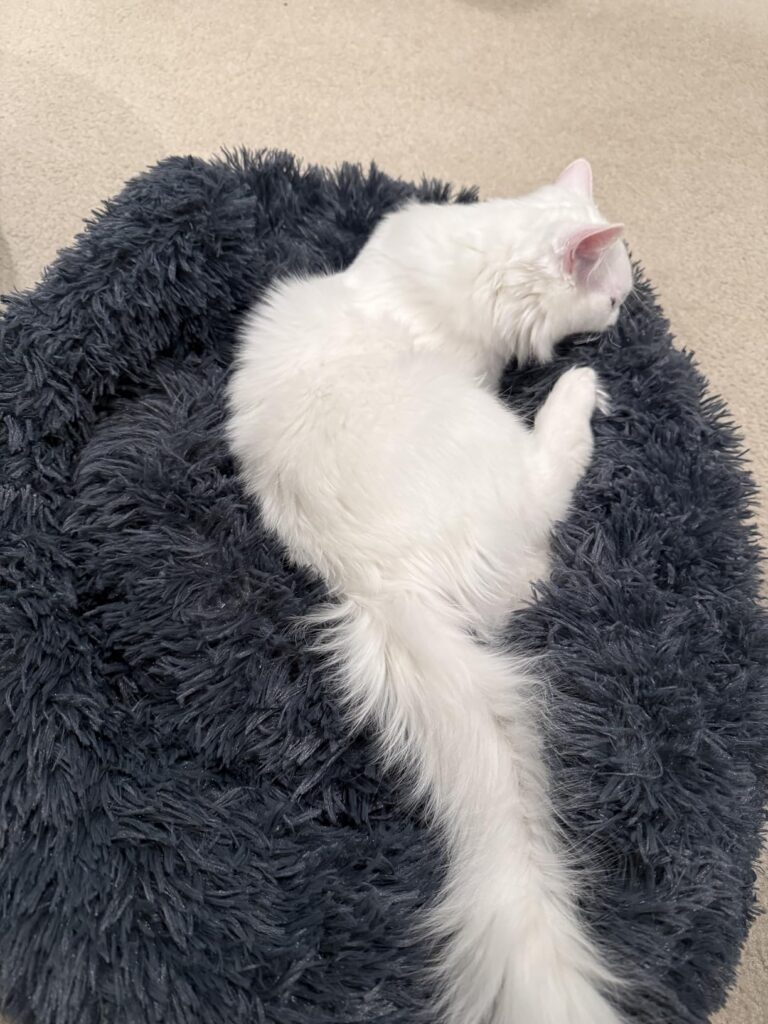 Whiskers & Friends Cat Bed, Cat Beds for Indoor Cats Washable, Orthopedic Soft Fluffy Round Calming Pet Bed for Small to Large Kitty Kittens & Dogs, Small Dog Beds & Furniture Customer Review Best Cat Bed