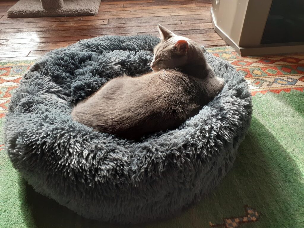 Whiskers & Friends Cat Bed, Cat Beds for Indoor Cats Washable, Orthopedic Soft Fluffy Round Calming Pet Bed for Small to Large Kitty Kittens & Dogs, Small Dog Beds & Furniture Customer Review Best Cat Bed