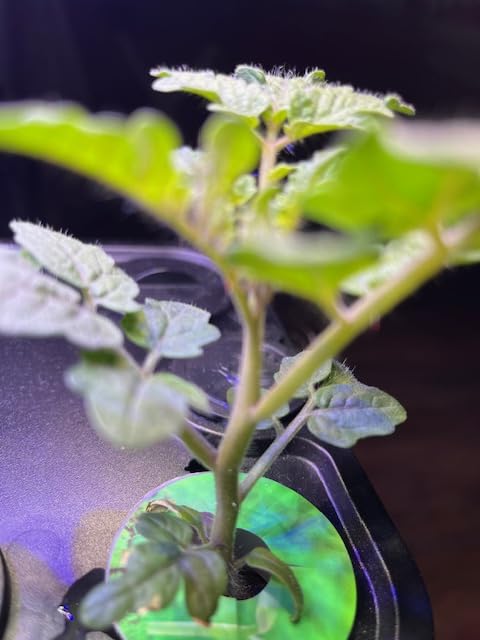 Ahopegarden Indoor Garden Hydroponics Growing System: 10 Pods Plant Germination Kit Herb Vegetable Growth Lamp Countertop with LED Grow Light - Hydrophonic Planter Grower Harvest Lettuce Customer Review Best Indoor Garden