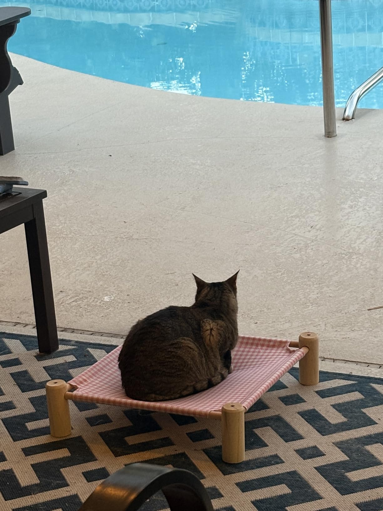 Pozico Elevated Cat Bed for Small Dogs & Cats – Raised Pet Hammock Bed, Wooden Frame Indoor Outdoor Dog Cot, Breathable Mesh Puppy Bed, Portable Cat Lounger – Grey Grid Customer Review Pozico Elevated Cat Bed for Small Dogs & Cats – Raised Pet Hammock Bed, Wooden Frame Indoor Outdoor Dog Cot, Breathable Mesh Puppy Bed, Portable Cat Lounger – Grey Grid - Customer Photo 1
