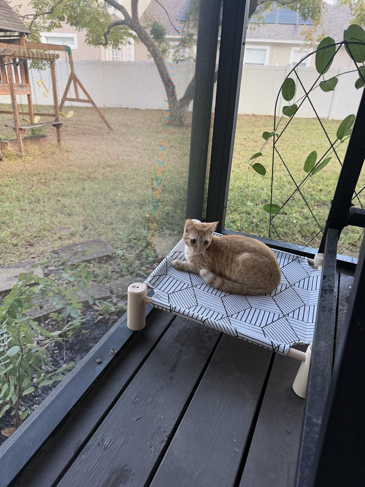 Pozico Elevated Cat Bed for Small Dogs & Cats – Raised Pet Hammock Bed, Wooden Frame Indoor Outdoor Dog Cot, Breathable Mesh Puppy Bed, Portable Cat Lounger – Grey Grid Customer Review Pozico Elevated Cat Bed for Small Dogs & Cats – Raised Pet Hammock Bed, Wooden Frame Indoor Outdoor Dog Cot, Breathable Mesh Puppy Bed, Portable Cat Lounger – Grey Grid - Customer Photo 3