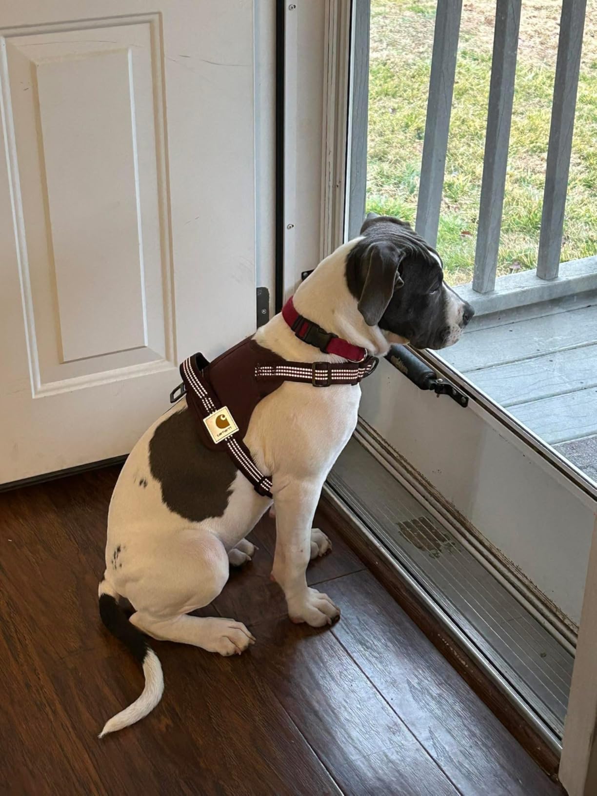 Carhartt Nylon Duck No Pull Dog Harness, Fully Adjustable Dog Harness with Quick Control Handle and Reflective Accents, Carhartt Brown, Large - Customer Photo 1