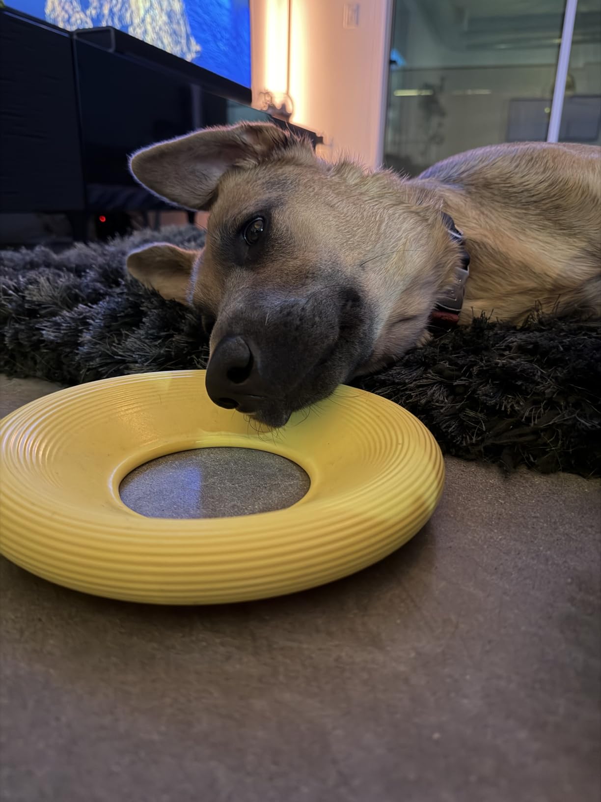 Earth Rated Flying Disc Toy for Dogs and Puppies, Interactive Dog Toys, Saucer Floats in Water, Small, Yellow Customer Review Earth Rated Flying Disc Toy for Dogs and Puppies, Interactive Dog Toys, Saucer Floats in Water, Small, Yellow - Customer Photo 1