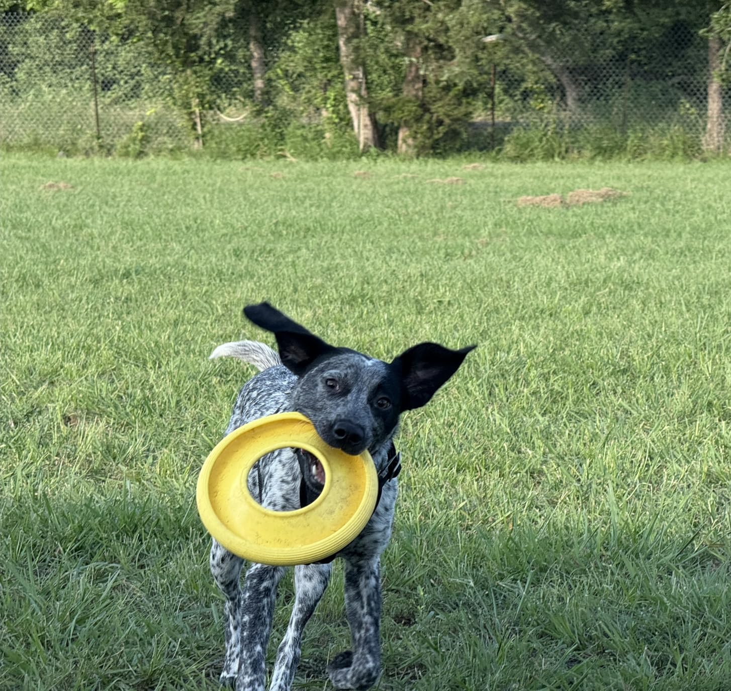 Earth Rated Flying Disc Toy for Dogs and Puppies, Interactive Dog Toys, Saucer Floats in Water, Small, Yellow Customer Review Earth Rated Flying Disc Toy for Dogs and Puppies, Interactive Dog Toys, Saucer Floats in Water, Small, Yellow - Customer Photo 2